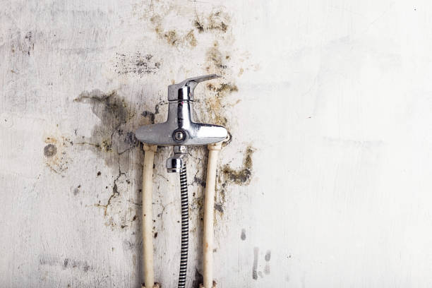 Best Local Mold Removal Service  in Duvall, WA