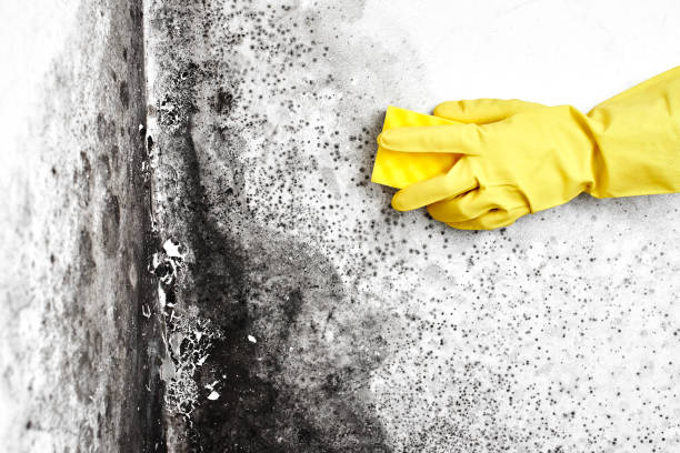 Best Certified Mold Removal  in Duvall, WA