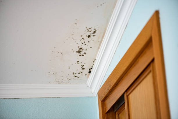 Best Emergency Mold Removal  in Duvall, WA