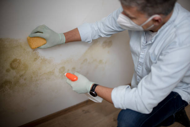 Mold Testing and Removal in Duvall, WA