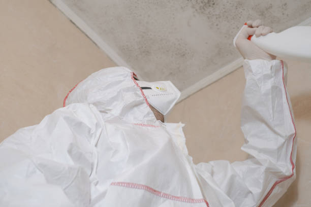 Attic Mold Removal in Duvall, WA
