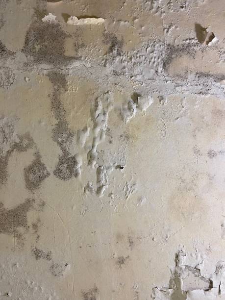 Best Mold Inspection  in Duvall, WA
