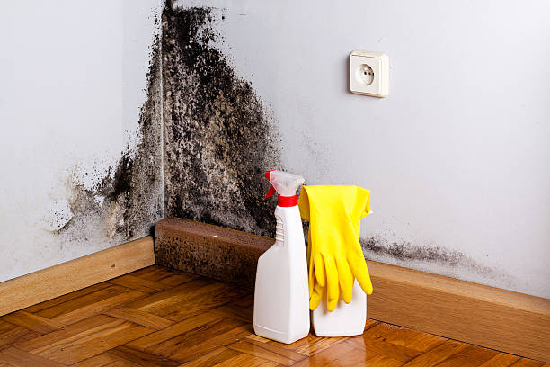 Best Crawl Space Mold Removal  in Duvall, WA
