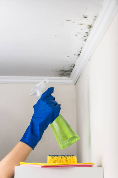 Best Mold Damage Repair  in Duvall, WA