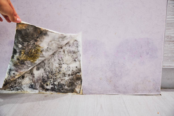 Best Toxic Mold Removal  in Duvall, WA